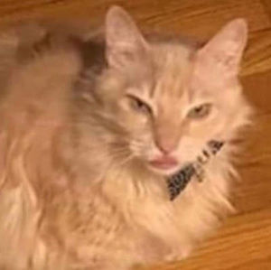 Meet your Posher, Headless